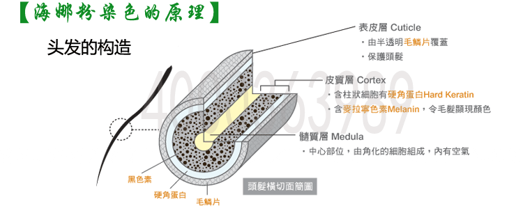 头发的构造