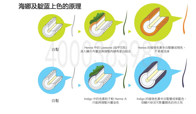 海娜和靛蓝上色原理